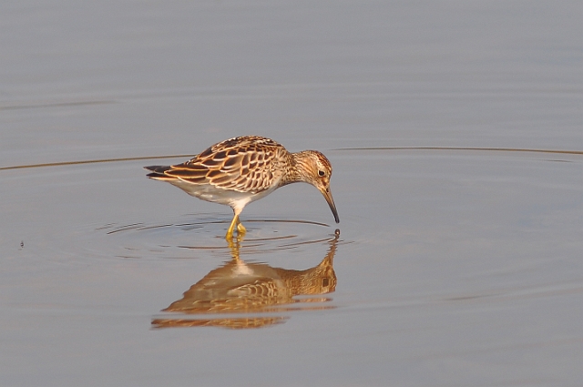 pectoral sandpiper, sandpiper-4.jpg - PECTORAL SANDPIPER - HAYLING ISLAND BILLY TRAIL - 27.9.09